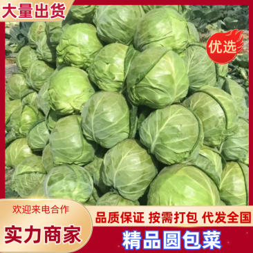 山东精品圆包菜软甘蓝产地直发万亩规模一手货源价格低