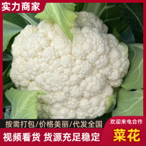 山东精品现货有机花菜菜花产地一手货源直供全国发货电商市场