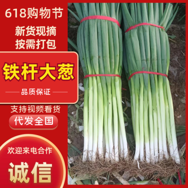 山东万亩规模正宗铁杆大葱价格优惠品质好价格低对接市场