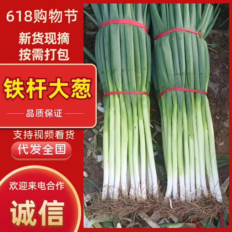 山东万亩规模正宗铁杆大葱价格优惠品质好价格低对接市场