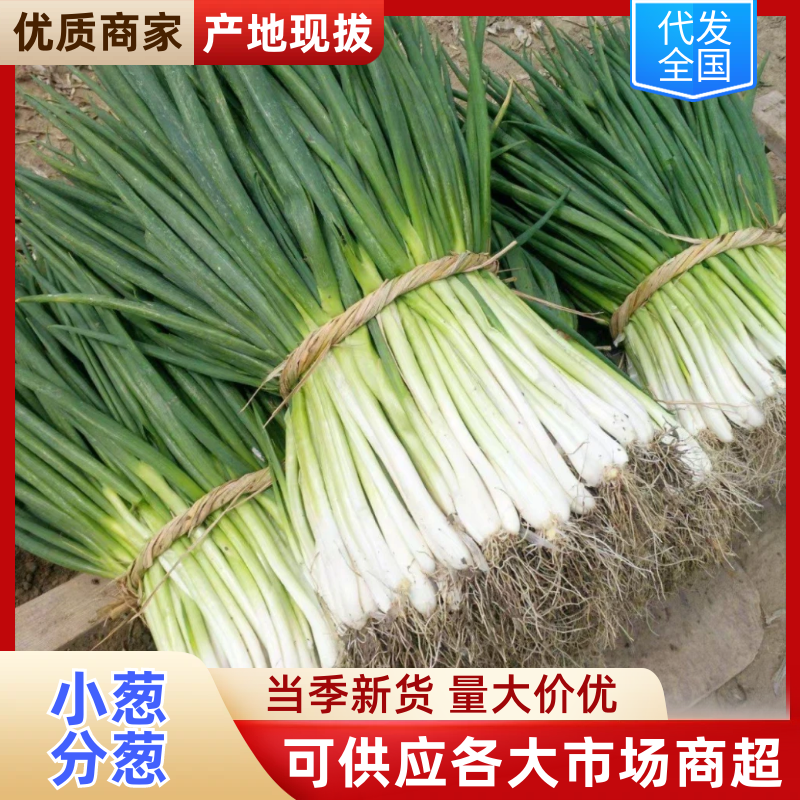 山东精品分葱净葱小葱现货现发产地直发市场**价格优惠