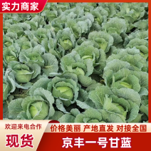 山东精品甘蓝京丰一号甘蓝扁包菜价格优惠产地直发全国市场