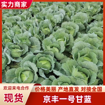 山东精品甘蓝京丰一号甘蓝扁包菜价格优惠产地直发全国市场