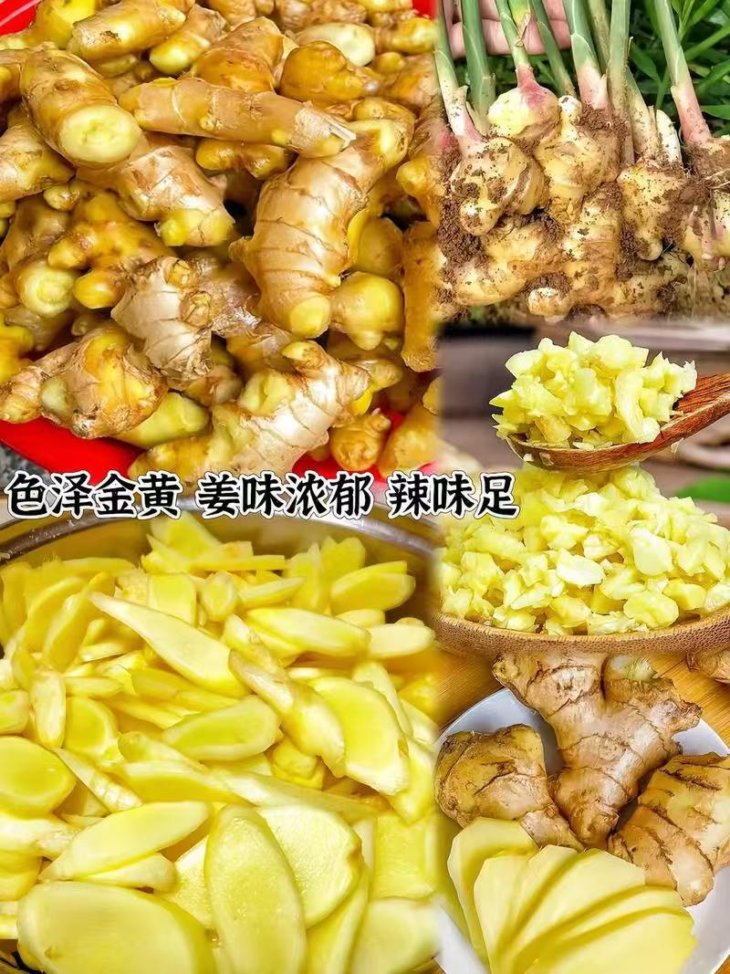 云南特辣小黄姜老姜高山种植肉厚饱满香浓姜黄素丰富煲