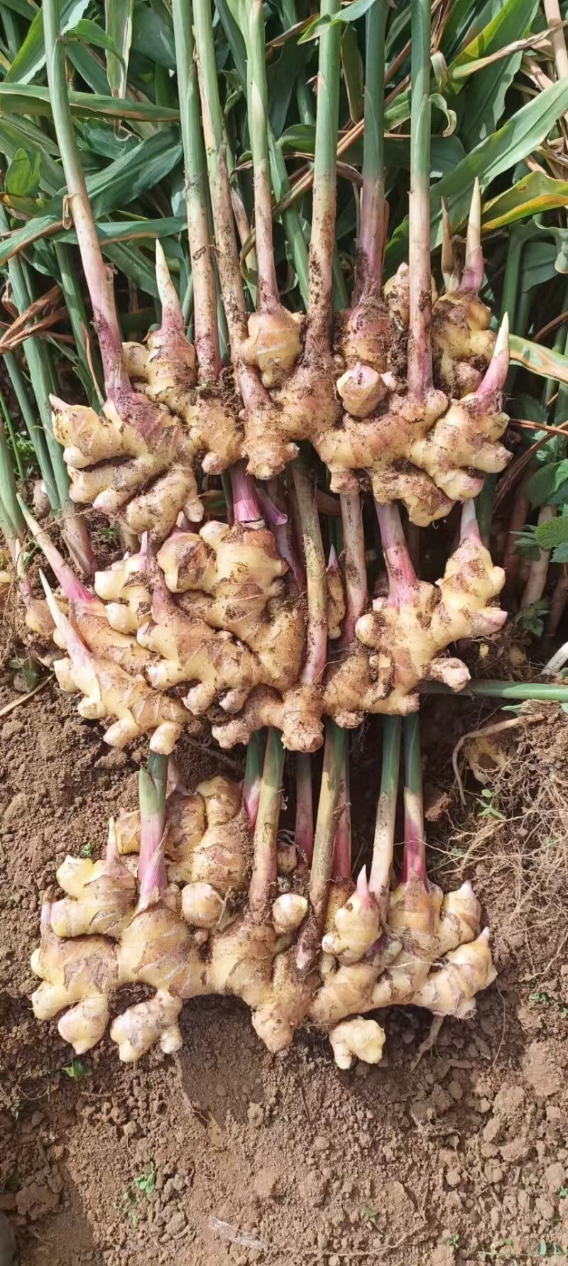 云南特辣小黄姜老姜高山种植肉厚饱满香浓姜黄素丰富煲