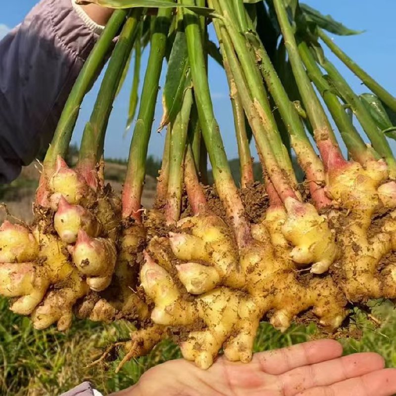 云南特辣小黄姜老姜高山种植肉厚饱满香浓姜黄素丰富煲