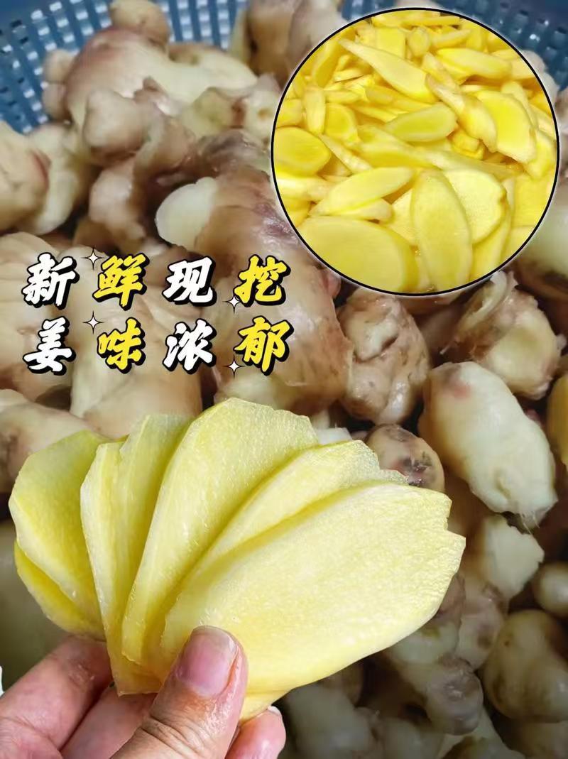 云南特辣小黄姜老姜高山种植肉厚饱满香浓姜黄素丰富煲