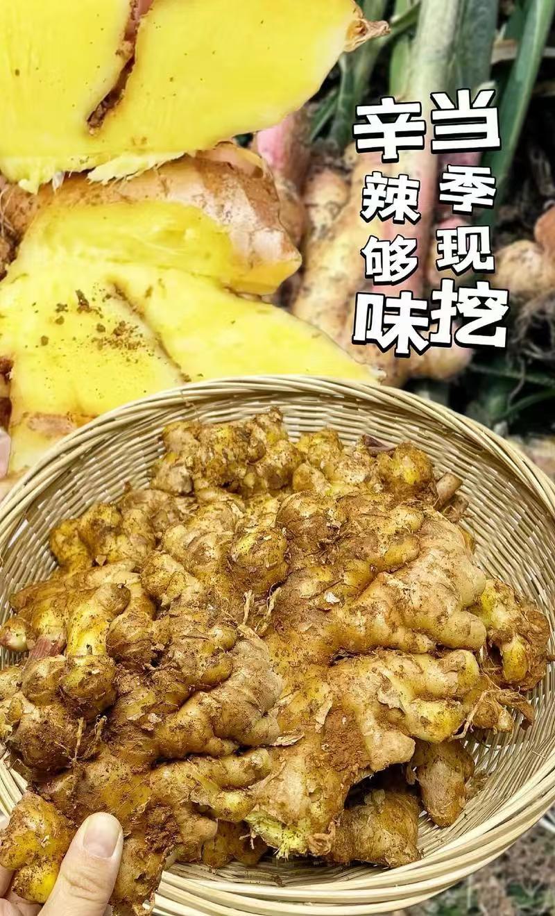 云南特辣小黄姜老姜高山种植肉厚饱满香浓姜黄素丰富煲