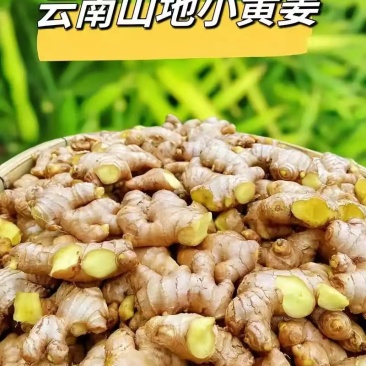 云南特辣小黄姜老姜高山种植肉厚饱满香浓姜黄素丰富煲