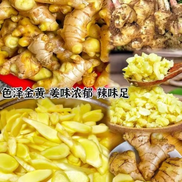 正宗云南高山小黄姜老黄姜特辣味浓无硫熏农家自产驱寒