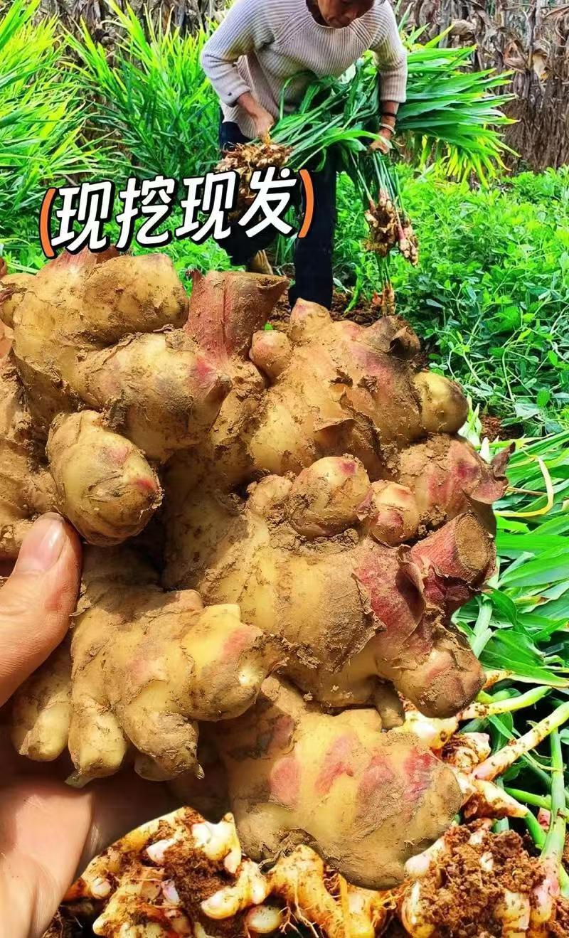 【驱寒暖身】云南小黄姜老姜煲汤炖肉调料佳品月子泡脚养