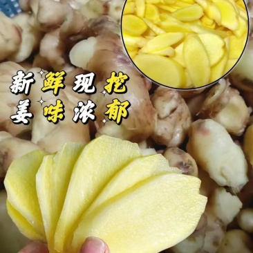 云南高山小黄姜炖汤调料专用香辣味浓提鲜去腥泡脚驱寒