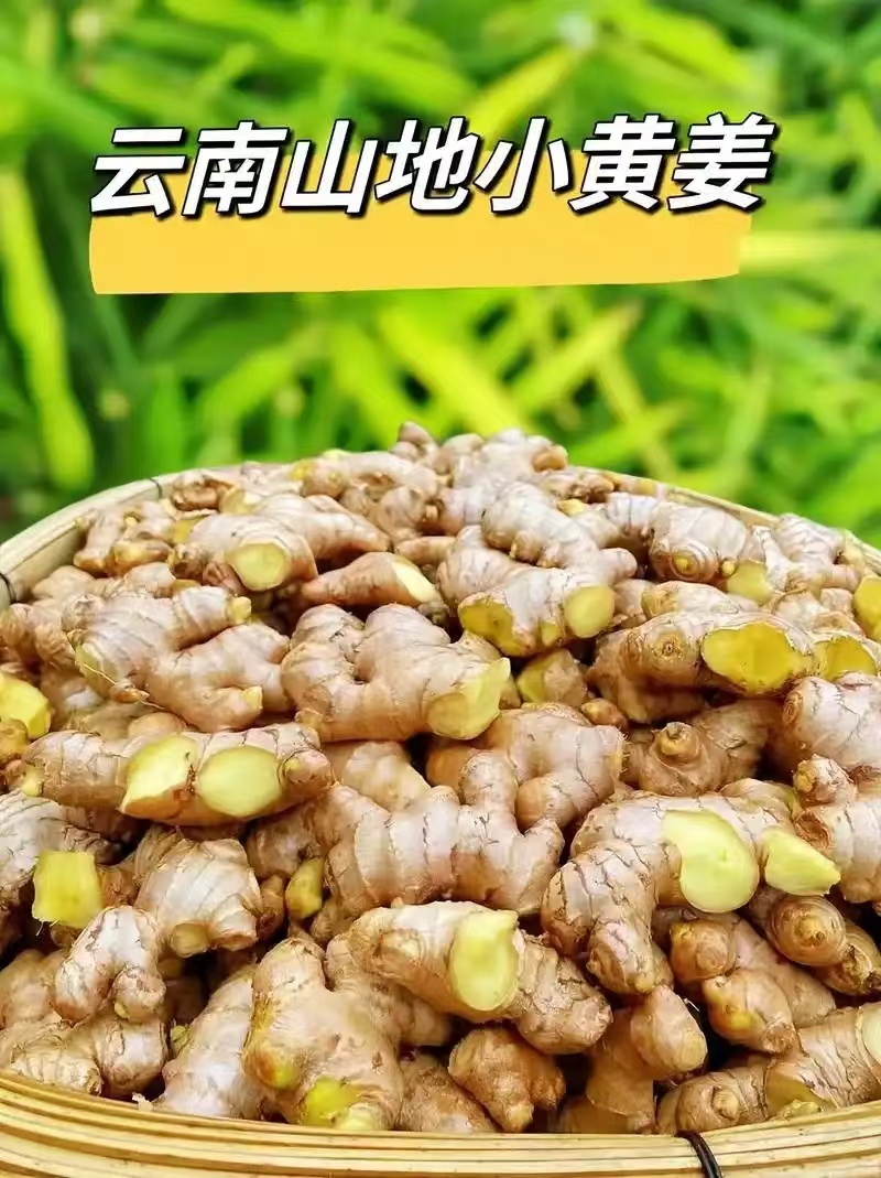 云南高山小黄姜炖汤调料专用香辣味浓提鲜去腥泡脚驱寒