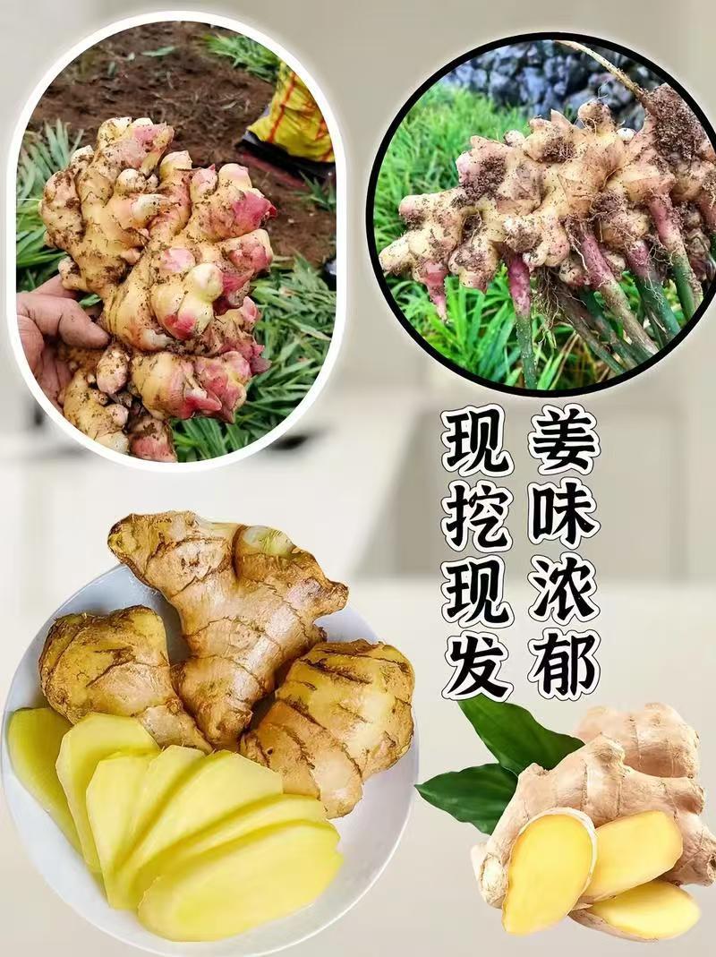 【无硫***】云南高山农家小黄姜原生态新鲜
