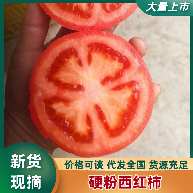 【农户自种】甘肃硬粉西红柿现摘现发货源充足可视频看货