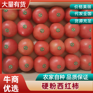 【实力代办】甘肃硬粉西红柿大量供应新鲜采摘欢迎咨询