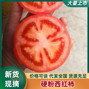 甄选甘肃西红柿番茄品质嘎嘎好需要可致电沟通讲诚信