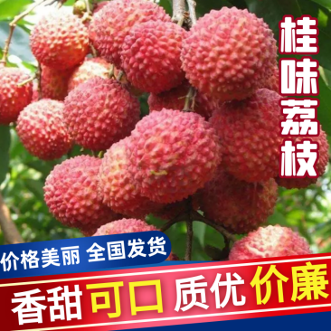 广西荔枝/桂味荔枝，产地直发欢迎老板来电话咨询