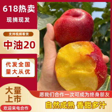陕西油桃中油20号油桃产地直发一手货源电商市场商超