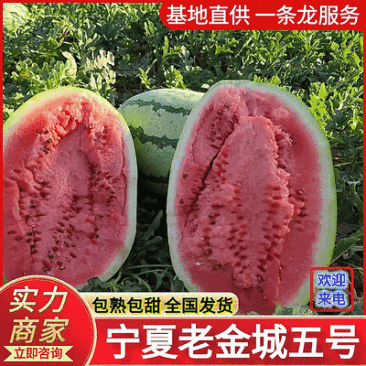 《金城五号西瓜》宁夏金城五号/宁夏西瓜/包熟包甜欢迎来电