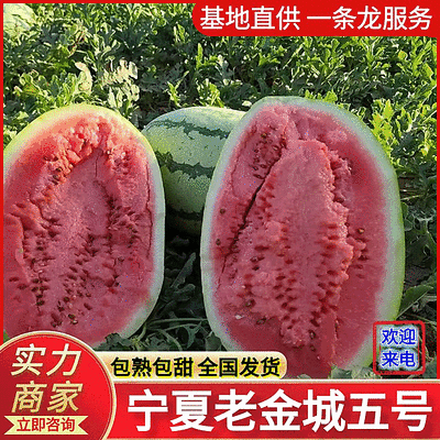 《金城五号西瓜》宁夏金城五号/宁夏西瓜/包熟包甜欢迎来电