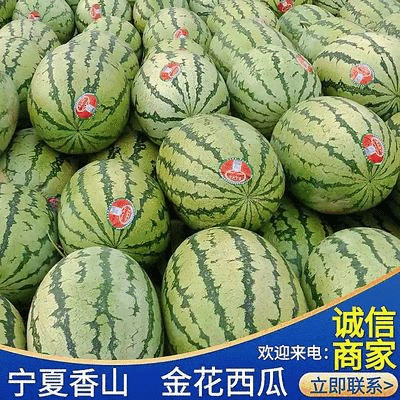 《金花西瓜1号6号》宁夏西瓜/宁夏金花西瓜/香山产区