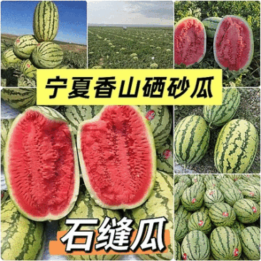 《硒砂瓜&石缝瓜》宁夏硒砂瓜/宁夏西瓜/包熟包甜大吨位供