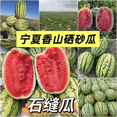 《硒砂瓜&石缝瓜》宁夏硒砂瓜/宁夏西瓜/包熟包甜大吨位供