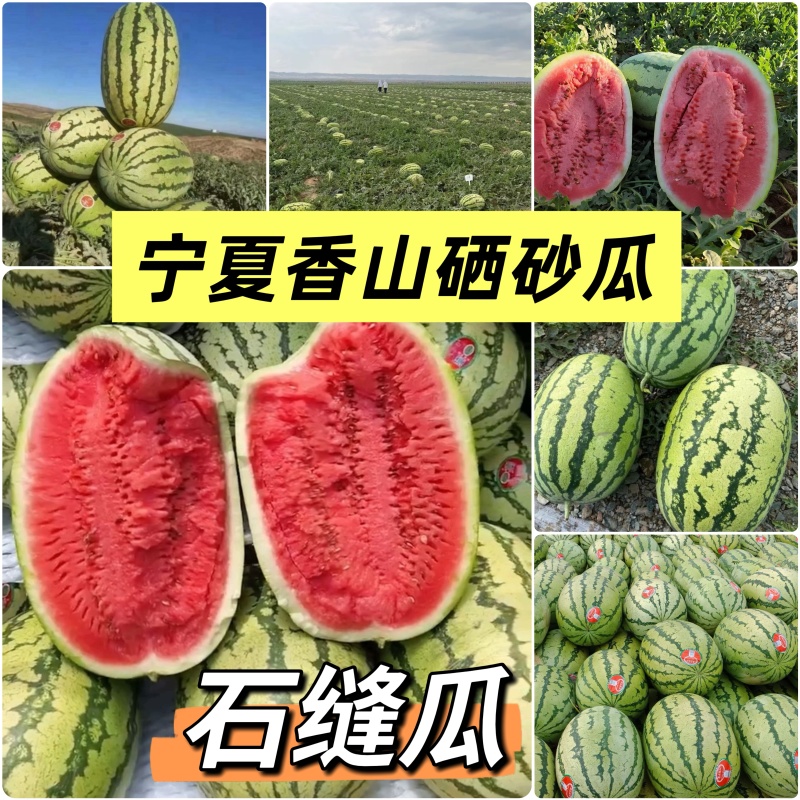 《硒砂瓜&石缝瓜》宁夏硒砂瓜/宁夏西瓜/包熟包甜大吨位供
