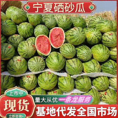 《金花6号西瓜》宁夏西瓜/香山产区直供全国/个头大耐运输