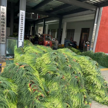 苍山白帽蒜苔，上市时被冷子打了，有白点但是不影响口感！