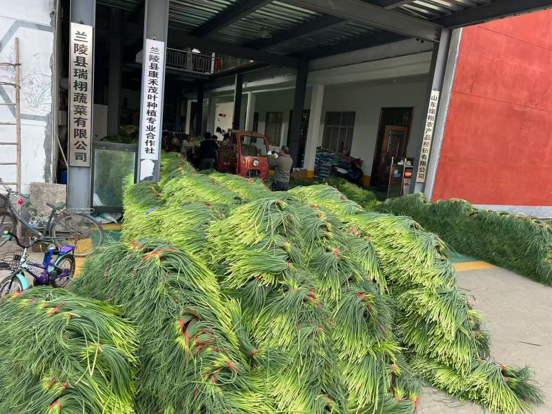 苍山白帽蒜苔，上市时被冷子打了，有白点但是不影响口感！