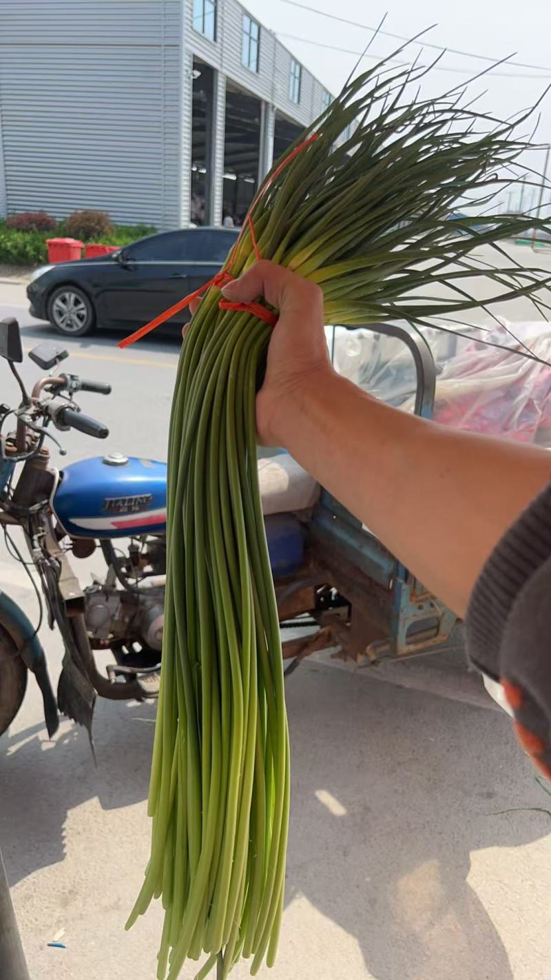 苍山白帽蒜苔，上市时被冷子打了，有白点但是不影响口感！