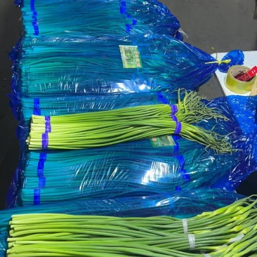 邳州红帽蒜苔，品质保证，价格实惠，可对接电商商超等，量大从优