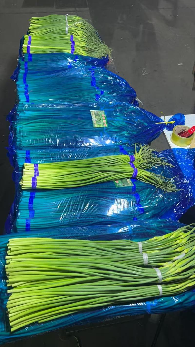 邳州红帽蒜苔，品质保证，价格实惠，可对接电商商超等，量大从优