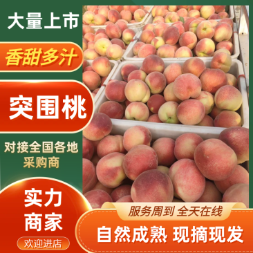 突围毛桃砀山毛桃产地直发品质保障质量三包对接全国