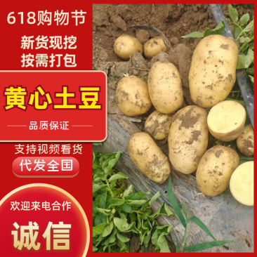 精品黄心土豆现挖现发品质保证支持视频看货欢迎来电