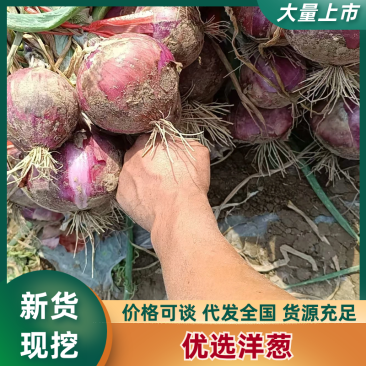 精品紫皮洋葱大量供货产地直发价格优惠支持视频看货
