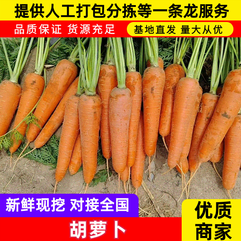 带土胡萝卜品质保证服务周到价格美丽欢迎联系