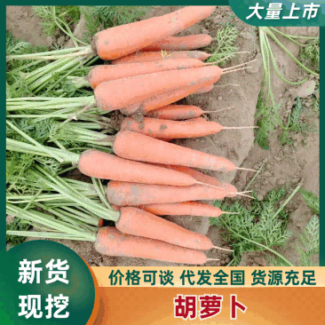 水洗胡萝卜品质保证服务周到产地直发价格优惠