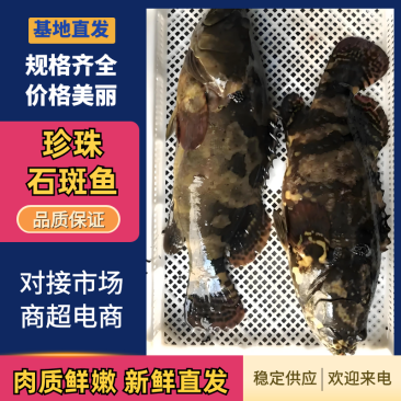 新鲜上市海南珍珠石斑鱼，新活速冻全国批发，欢迎来电
