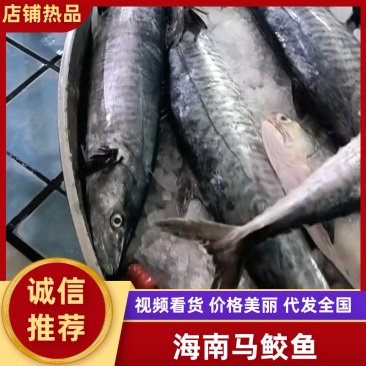 海南马鲛鱼文昌七洲列岛马鲛鱼