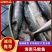 海南马鲛鱼文昌七洲列岛马鲛鱼