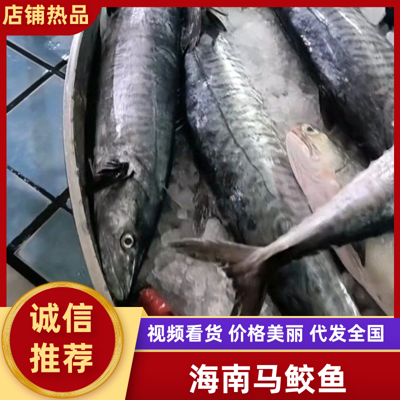海南马鲛鱼文昌七洲列岛马鲛鱼