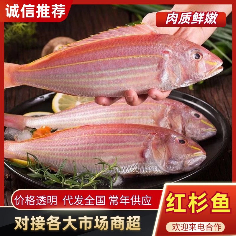 海南本地红杉鱼，新鲜红杉鱼上货，去肚真空包装，欢迎来电