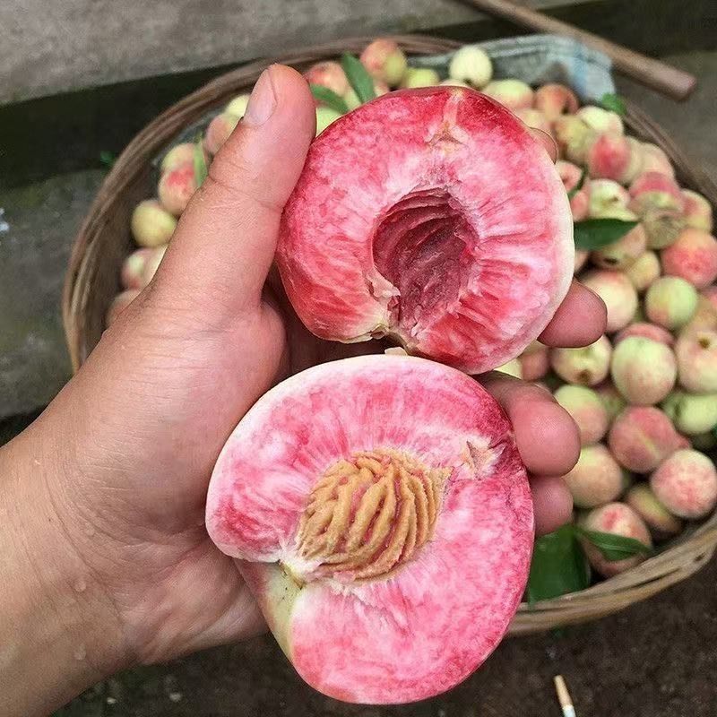 山东血桃血丝蜜桃当季新鲜孕妇水果红肉桃子