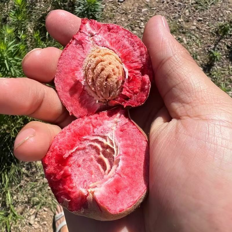 山东血桃血丝蜜桃当季新鲜孕妇水果红肉桃子