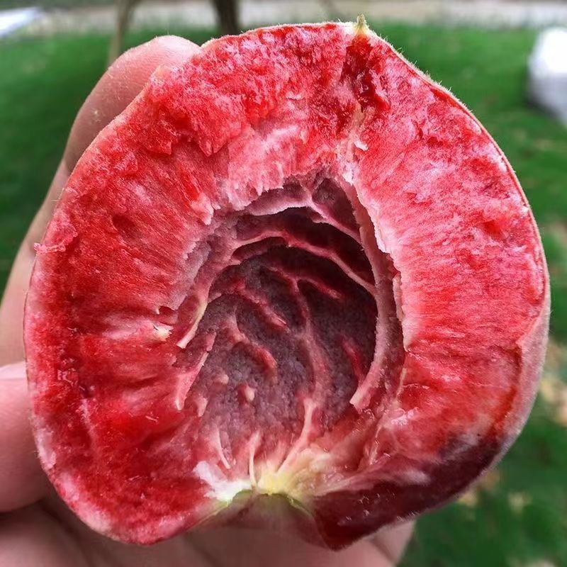 山东血桃血丝蜜桃当季新鲜孕妇水果红肉桃子