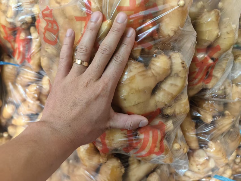 现挖山东生姜新鲜直达农家自种煲汤炒菜去腥调味
