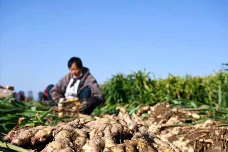 山东鲜姜现挖农家自种山东生姜新鲜直达无硫熏
